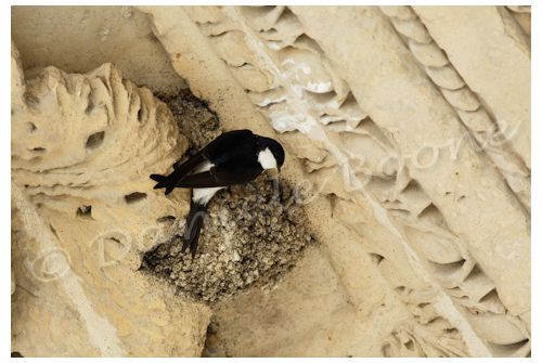 Hirondelle de fenêtre au Carrousel du Louvre