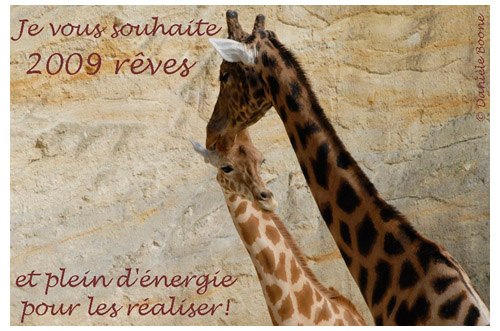 Girafes blanches © Danièle Boone