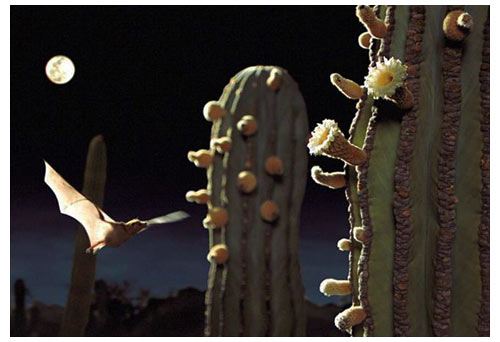 Une chauve-souris pollinise les fleurs de cactus