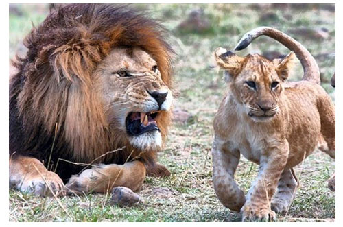 Fang le lion avec Mara, l’héroïne du film © The Walt Disney Company France