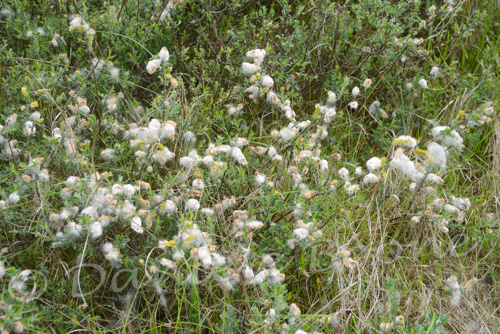 Petit saule rampant (Salix repens arenaria)