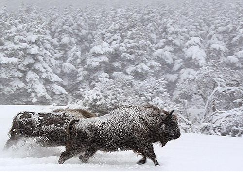 Bisons dans la neige