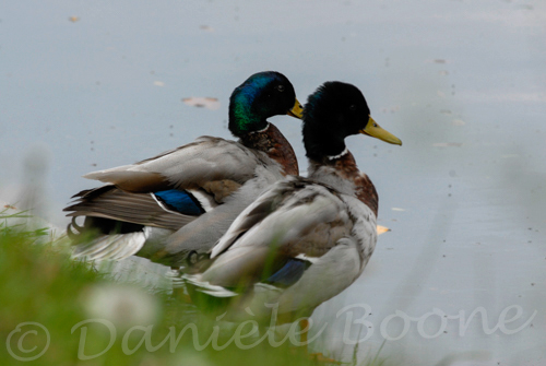 Canards colvert