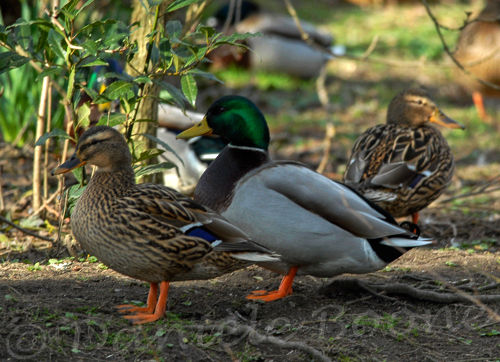 Canards colvert