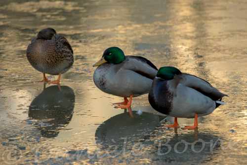 Canards colvert
