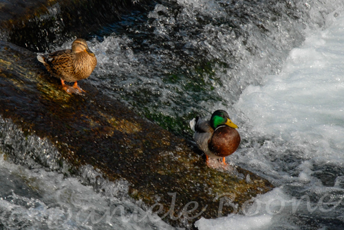 Canards colvert