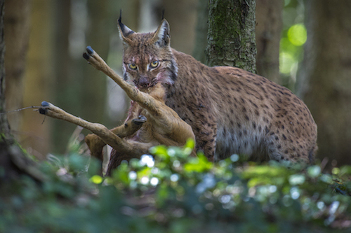 Lynx prédateur